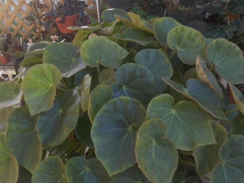 B. ‘Priscilla Beck’